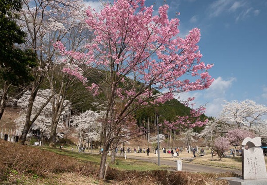 201804040853-DSC06781RX10M4.jpg