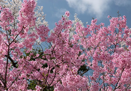 201804040854-DSC06789RX10M4.jpg