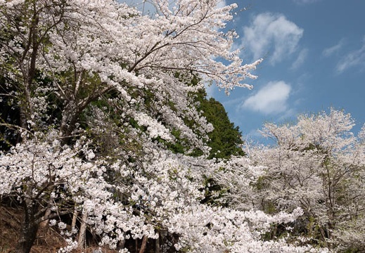 201804040858-DSC06794RX10M4.jpg