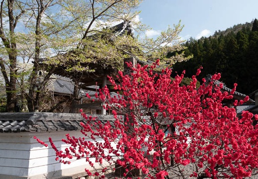 201804040915-DSC06798RX10M4.jpg