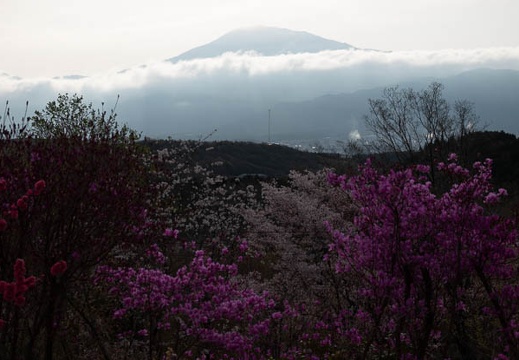 201804050717-DSC07454RX10M4.jpg