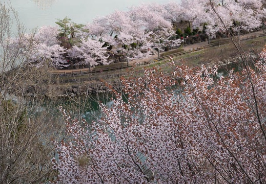 201804050732-DSC07498RX10M4.jpg