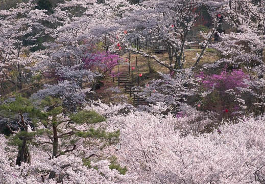 201804050754-DSC07578RX10M4.jpg