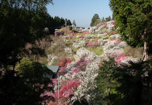 201804100741-DSC08448RX10M4.jpg