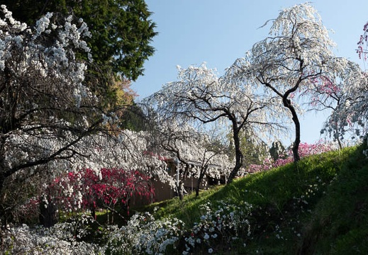 201804100812-DSC08513RX10M4.jpg