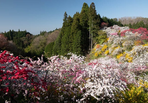 201804100816-DSC08517RX10M4.jpg