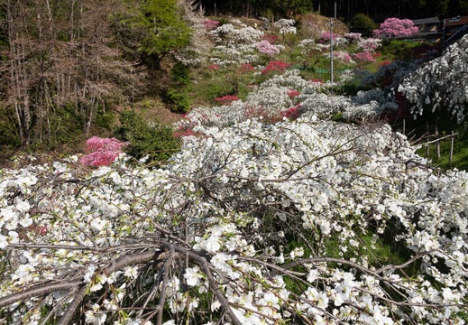 201804100848-DSC08623RX10M4.jpg
