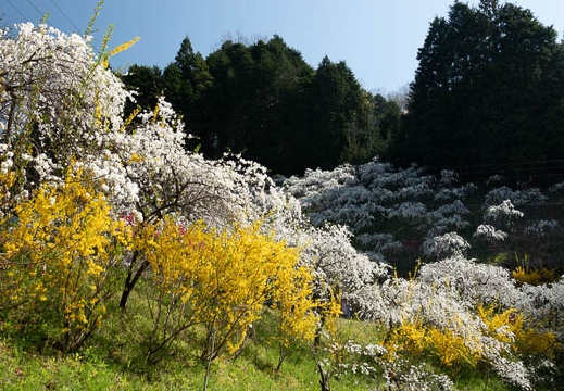 201804100927-DSC08727RX10M4.jpg