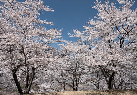 201804101231-DSC08783RX10M4.jpg