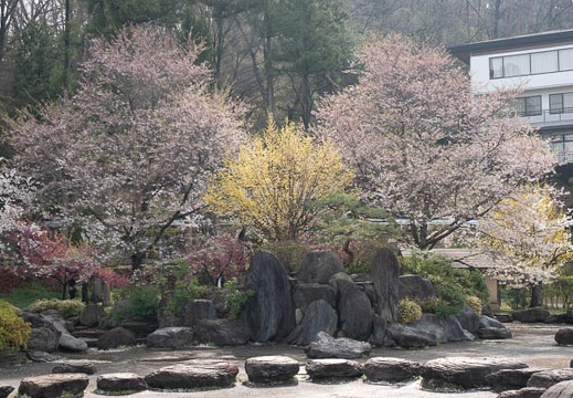 201804120819-DSC09177RX10M4.jpg