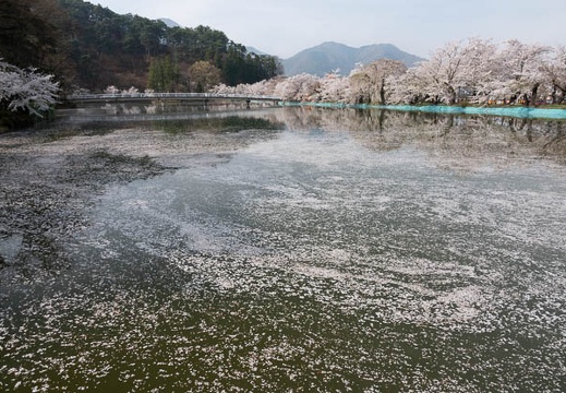 201804120823-DSC09194RX10M4.jpg