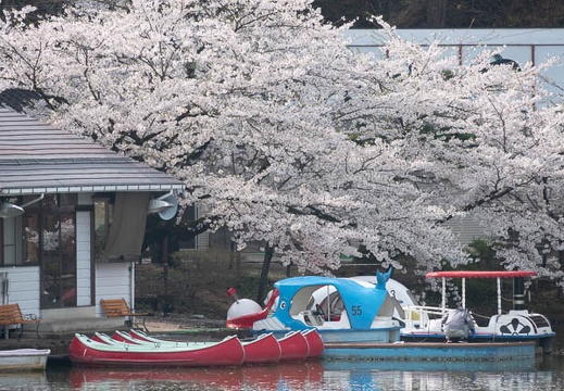 201804120830-DSC09221RX10M4.jpg