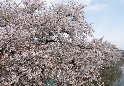 201804120833-DSC09239RX10M4.jpg