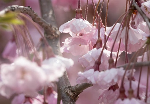 201804120849-DSC09309RX10M4.jpg