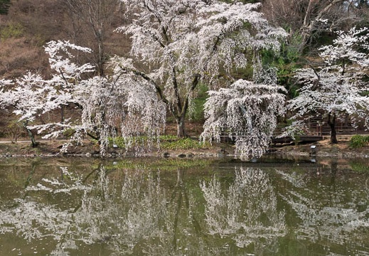 201804120852-DSC09322RX10M4.jpg