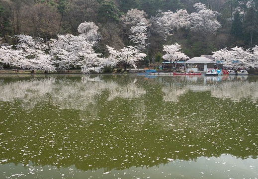201804120854-DSC09331RX10M4.jpg