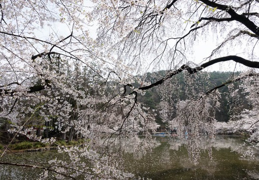 201804120909-DSC09399RX10M4.jpg