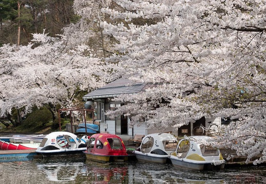 201804120915-DSC09426RX10M4.jpg