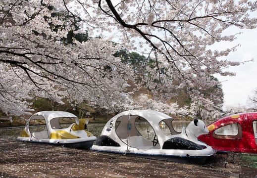 201804120919-DSC09450RX10M4.jpg