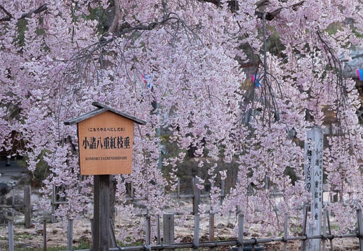 201804130603-DSC09905RX10M4.jpg