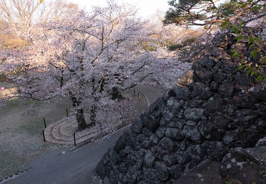 201804130621-DSC09976RX10M4.jpg