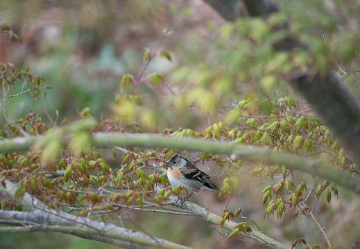 201804130627-DSC09994RX10M4.jpg