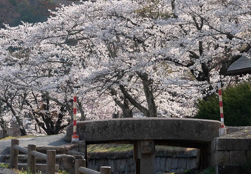 201804130746-DSC00093RX10M4.jpg