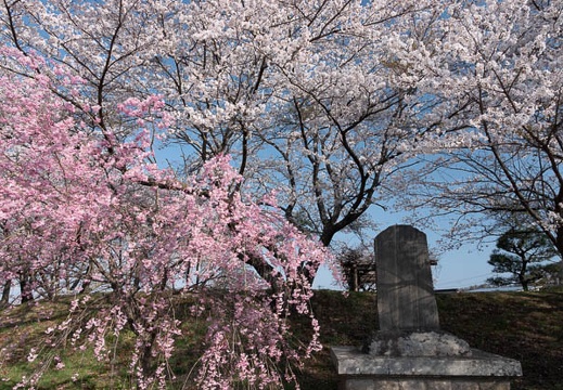 201804130753-DSC00119RX10M4.jpg
