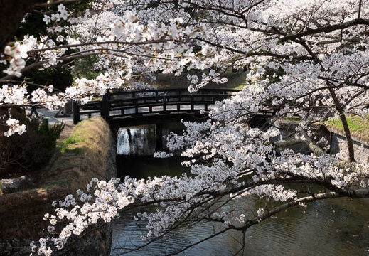 201804130801-DSC00151RX10M4.jpg