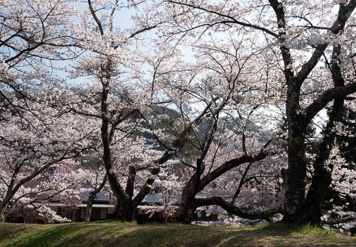 201804130803-DSC00159RX10M4.jpg