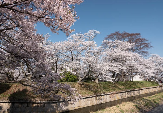 201804130816-DSC00202RX10M4.jpg