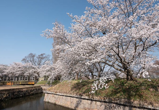 201804130824-DSC00231RX10M4.jpg