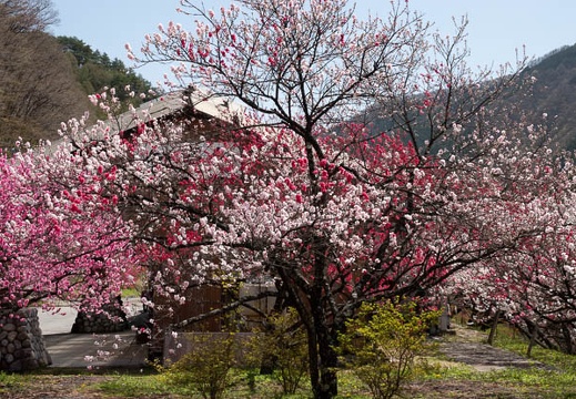 201804161041-DSC00857RX10M4.jpg