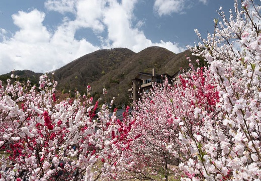 201804161110-DSC00918RX10M4.jpg
