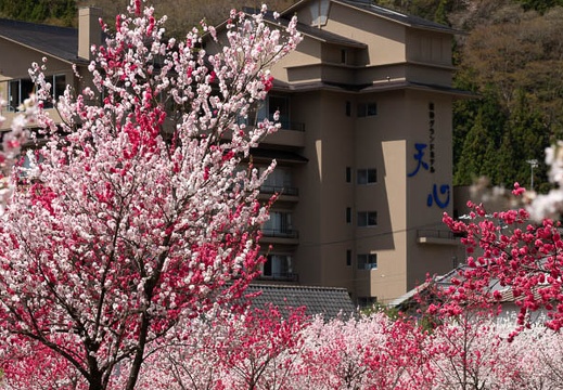 201804161114-DSC00930RX10M4.jpg
