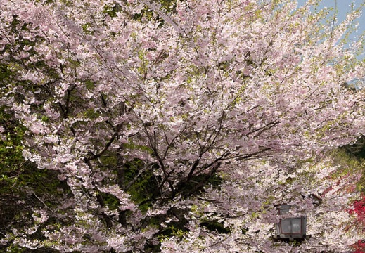 201804161148-DSC01003RX10M4.jpg
