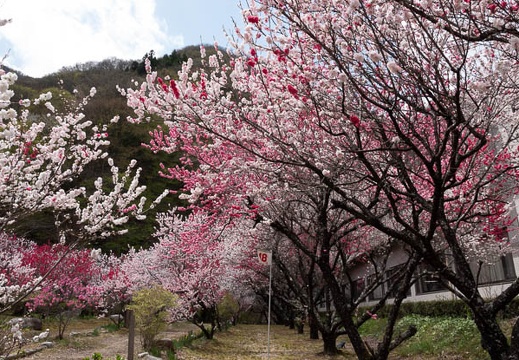 201804161158-DSC01031RX10M4.jpg