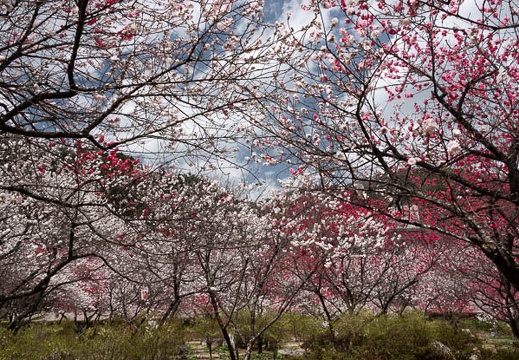 201804161205-DSC01076RX10M4.jpg