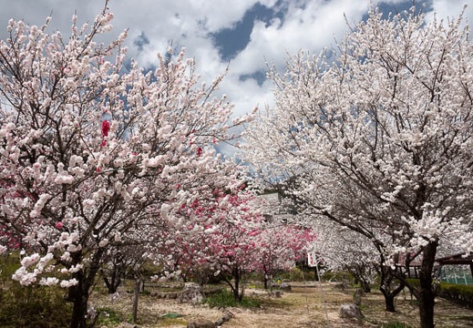 201804161206-DSC01083RX10M4.jpg