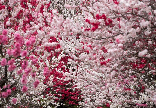 201804161210-DSC01095RX10M4.jpg