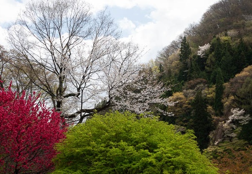 201804161217-DSC01122RX10M4.jpg