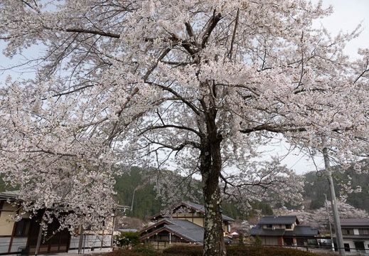 201804161549-DSC01166RX10M4.jpg