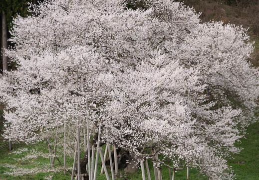 201804161554-DSC01174RX10M4.jpg