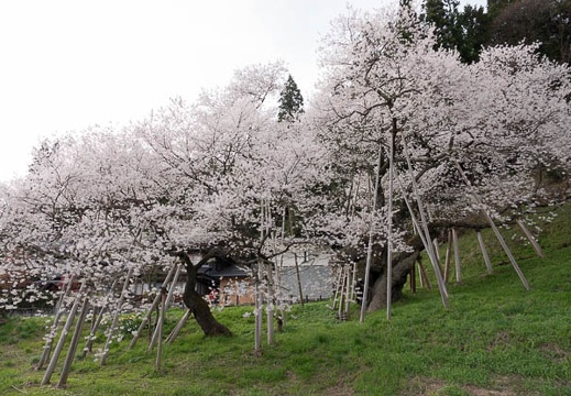 201804161600-DSC01192RX10M4.jpg
