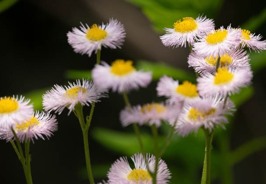 201804211151-DSC01402RX10M4.jpg