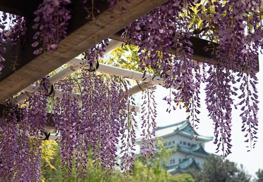 201804211241-DSC01489RX10M4.jpg
