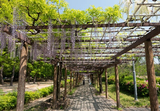 201804211258-DSC01535RX10M4.jpg