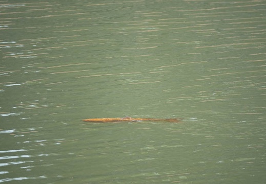 201804211300-DSC01542RX10M4.jpg