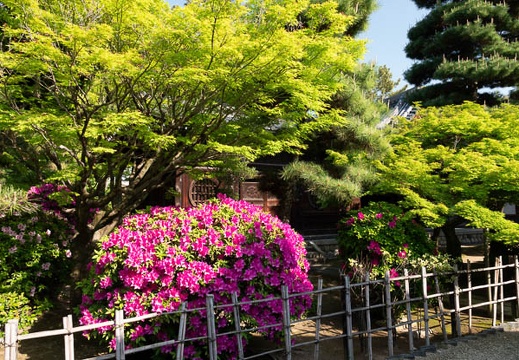 201804211543-DSC01586RX10M4.jpg