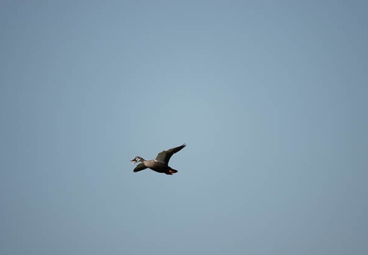 201804211556-DSC01589RX10M4.jpg